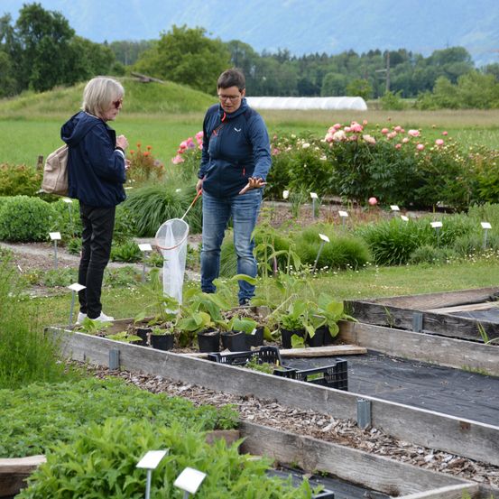Zwei Frauen in einem Garten, eine hält eine Netz, und die andere beobachtet Pflanzen. Der Garten ist gefüllt mit verschiedenen Pflanzen, Blumen und Sträuchern. Im Hintergrund befinden sich weitere Pflanzen und Bäume.