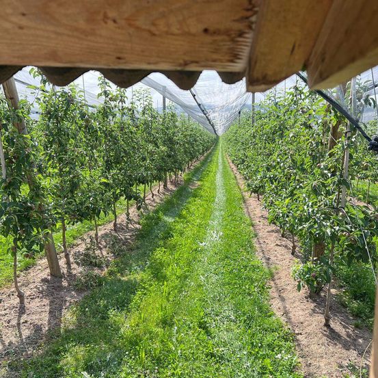 Ein Obstgarten mit Reihen von Apfelbäumen und einem schmalen Weg dazwischen. Die Bäume sind mit grünen Blättern bedeckt und einige haben Früchte. Der Boden ist mit Gras bedeckt.