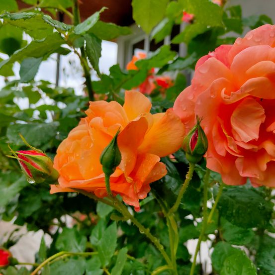 Eine Nahaufnahme von zwei orangefarbenen Rosen mit Tautropfen, einer Knospe und üppigen grünen Blättern im Vordergrund.