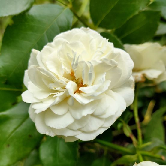 Eine Nahaufnahme einer rein weißen Rose mit mehreren Blütenblättern, vor einem Hintergrund aus üppigen grünen Blättern.