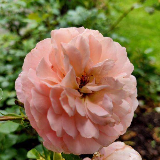 Ein Nahaufnahme einer hellrosa Rose mit mehreren Blütenblättern, vor einem unscharfen Hintergrund aus grünem Laub.
