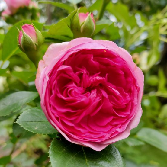 Ein Nahaufnahme einer leuchtend rosa Rose in voller Blüte, umgeben von üppigen grünen Blättern. Die Blütenblätter sind leicht gekrümmt und zeigen eine Mischung von Farben.