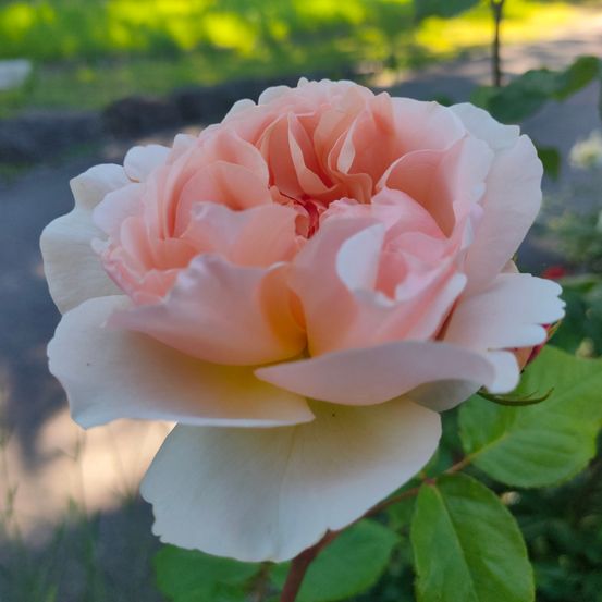 Eine Nahaufnahme einer zarten, rosa und weißen Rose mit einem leichten Gelbton in der Mitte, umgeben von grünen Blättern.