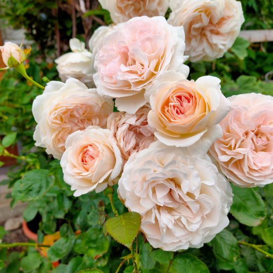Eine Nahaufnahme eines Straußes weißer und rosa Rosen mit grünen Blättern in einem Garten.