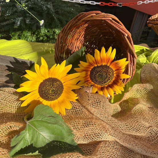 Zwei Sonnenblumen mit grünen Blättern und einem braunen Korb auf einem Jutetuch. Der Hintergrund ist verschwommen mit einer roten Kette und Bäumen.