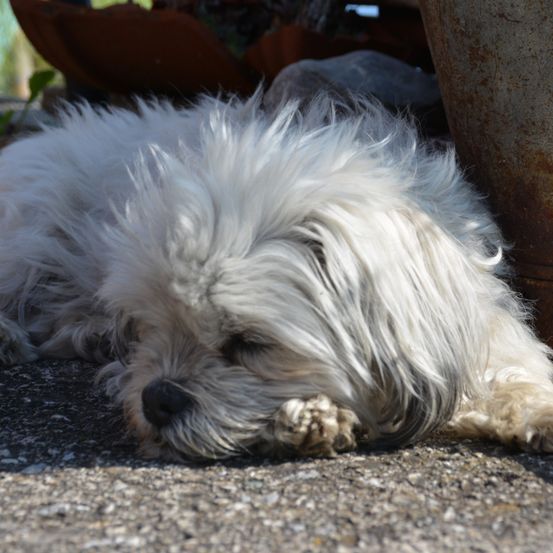 Ein flauschiger weißer Hund ruht auf dem Boden und sieht entspannt aus. Sein Fell ist zerzaust, und er hält etwas im Maul. In der Nähe steht ein rostiger Topf.