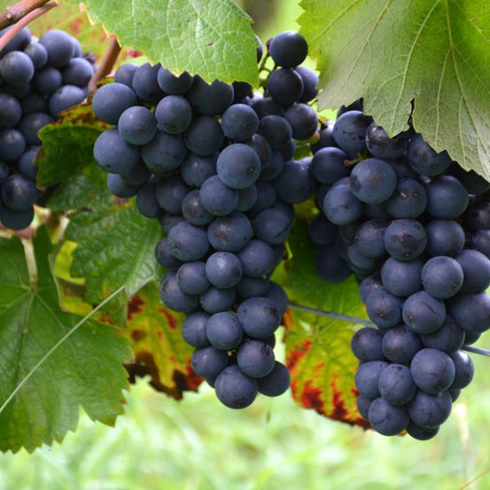 Ein Nahaufnahme von dunklen blauen Trauben, die von einem Weinstock mit grünen Blättern hängen. Die Trauben sind prall und reif und zeigen ihre intensive Farbe und glänzende Haut.