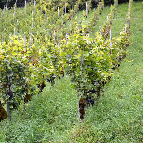 Ein Weinberg mit Reihen von Weinreben, die von Holzpfählen gestützt werden. Die Reben haben üppige grüne Blätter und einige tragen dunkle Trauben. Das Gebiet ist von Gras umgeben und etwas hügelig.