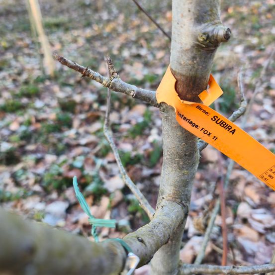 Eine Nahaufnahme eines Baumzweigs mit einem orangefarbenen Etikett, das 'Interlage: FOX 11' liest. Der Baum befindet sich in einer natürlichen Umgebung mit gefallenen Blättern.