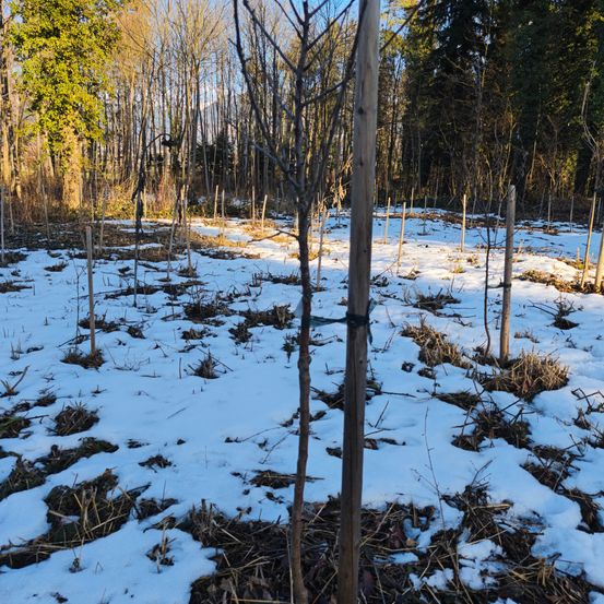 Ein schneebedecktes Feld mit vielen gepflanzten jungen Bäumen, die von Holzpfählen gestützt werden, in einem Wald unter einem klaren Himmel.