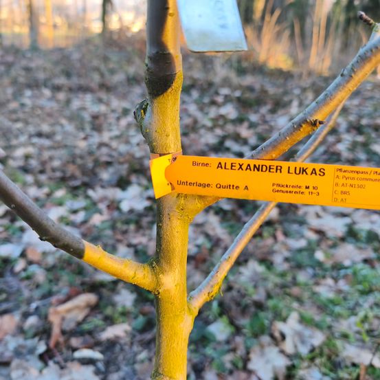 Ein gelbes Schild an einem Baumzweig, beschriftet mit Alexander Lukas. Das Schild enthält Details wie Unterlage, Quitte A und Pilzkrankheite M 10. Der Bereich ist von gefallenen Blättern umgeben.