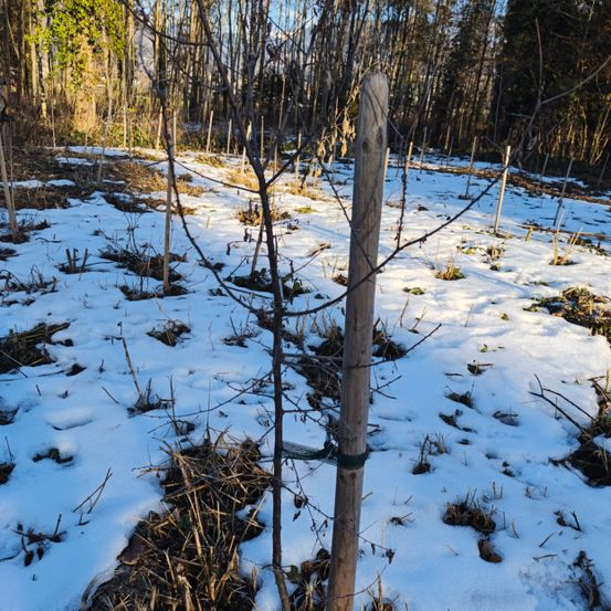 Ein junger Baum steht in einem verschneiten Feld mit kahlen Ästen und einem Holzpfahl zur Unterstützung. Schnee bedeckt den Boden, und es gibt Bäume im Hintergrund.