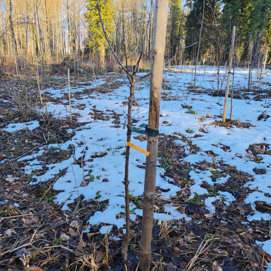 Ein junger Baum mit einem gelben Etikett steht in einem verschneiten Feld, umgeben von kahlen Bäumen und trockenen Blättern.