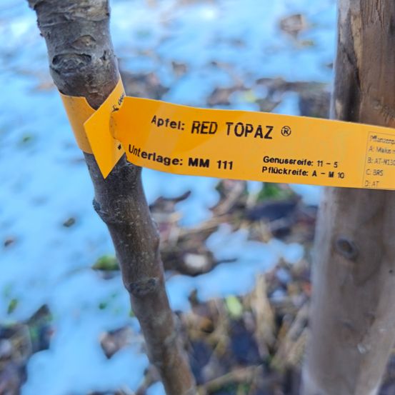Ein gelber Aufkleber mit schwarzen Schriftzügen ist an einem Ast befestigt. Es steht 'Apfel: RED TOPAZ', 'Unterlage: MM 111' und 'Genusereife: 11-5'. Der Baum ist von Schnee umgeben.