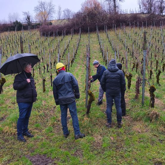 Eine Gruppe von Personen steht in einem Weinberg unter einem bewölkten Himmel. Ein Mann hält einen Regenschirm, während ein anderer die Rebe beschneidet.