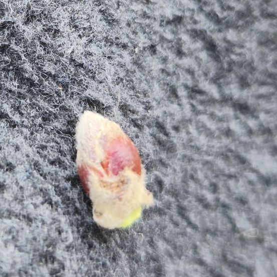 Eine kleine, halbgefressene Frucht ruht auf einem strukturierten grauen Stoff, wahrscheinlich Wolle, mit einem rotbraunen Zentrum und einer grünlich-gelben Spitze.