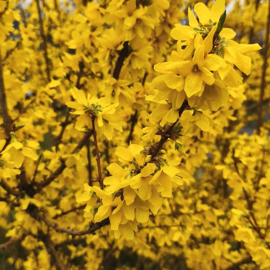 Ein Nahaufnahme von einem Busch mit zahlreichen hellgelben Blumen, möglicherweise im Frühjahr, mit einem leicht verschwommenen Hintergrund.