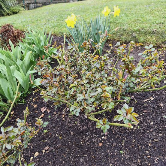 Ein Garten mit verschiedenen Pflanzen, darunter Rosen mit einigen gelben und braunen Blättern, neben leuchtend gelben Narzissen und grünem Laub.