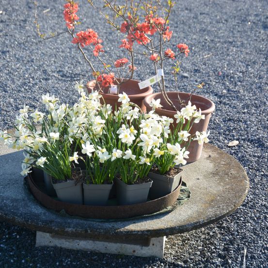 Ein runder Tisch hat mehrere Topfnarzissen. Im Hintergrund sind zwei Topfkirschenbäume zu sehen.