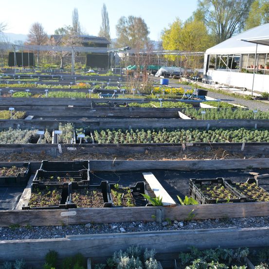 Ein Gewächshausgarten mit Reihen verschiedener Pflanzen in Holzkisten, unter klarem Himmel mit entfernten Bäumen und Bergen.