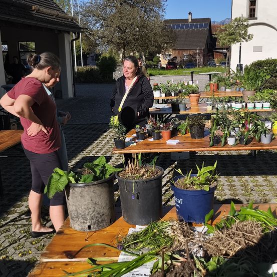 Zwei Frauen stehen bei einem Outdoor-Pflanzenverkauf und betrachten Topfpflanzen auf Tischen. Verschiedene Pflanzen sind auf den Tischen ausgestellt, einige in Töpfen, andere in Eimern.