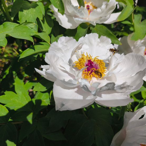 Eine weiße Pfingstrose mit gelbem Zentrum und einer Biene darauf. Die Blume wird von grünen Blättern umgeben. Eine weitere weiße Pfingstrose ist im Hintergrund teilweise zu sehen.