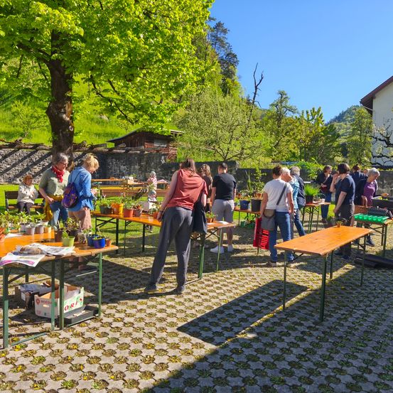 Eine Gruppe von Menschen versammelt sich draußen unter einem Baum, um Pflanzen bei einem Pflanzenverkauf zu inspizieren. Tische mit Topfpflanzen sind angeordnet, und eine Frau in einem roten Shirt untersucht eine Pflanze genau.
