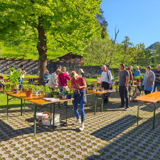 Eine Gruppe von Menschen versammelt sich um Tische mit Topfpflanzen. Sie befinden sich in einem Park mit einem großen Baum und einer Steinmauer.