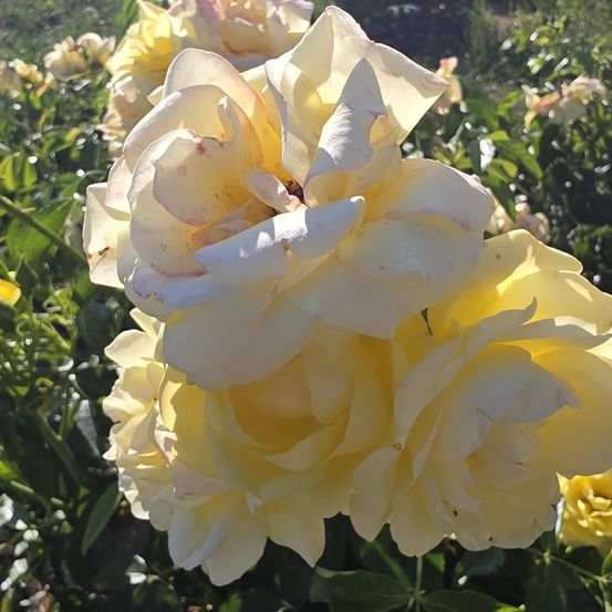 Ein Nahaufnahme einer Gruppe gelber Rosen mit grünen Blättern und einem unscharfen Hintergrund. Die Rosen haben weiche Blütenblätter und sind leicht verwelkt.
