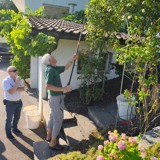 Ein älterer Mann benutzt einen Stock, um an Trauben einer Rebe zu gelangen. Ein anderer Mann steht mit einem Eimer in der Nähe. Sie befinden sich in einem Garten vor einem Haus.