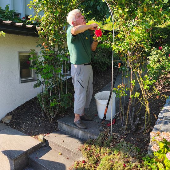 Ein älterer Mann in einem grünen T-Shirt schneidet eine Rosenhecke vor einem Haus. Er steht auf Stufen mit einem weißen Eimer in der Nähe.