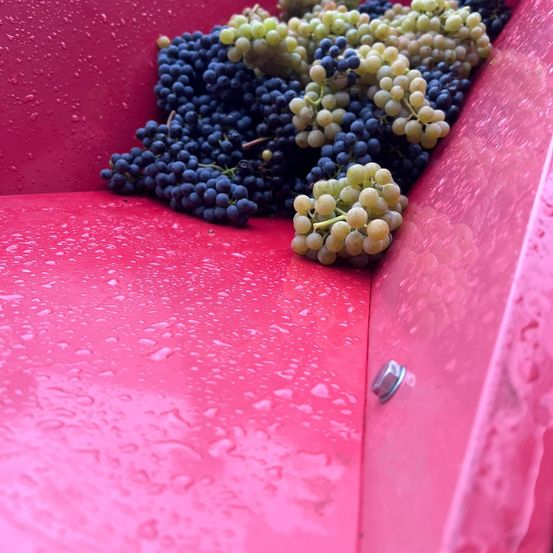 Ein Nahaufnahme von einem roten Container, gefüllt mit frisch geernteten Trauben, einige nass vom Regen. Die Trauben sind eine Mischung aus grünen und blauen Sorten, mit einigen Stielen noch dran.