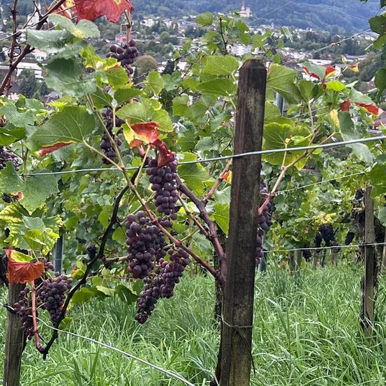 Ein Weinberg mit reifen, violetten Trauben, die an den Ästen hängen und von Holzpfählen und Drähten gestützt werden. Im Hintergrund befindet sich eine Stadt mit Gebäuden und Bergen.