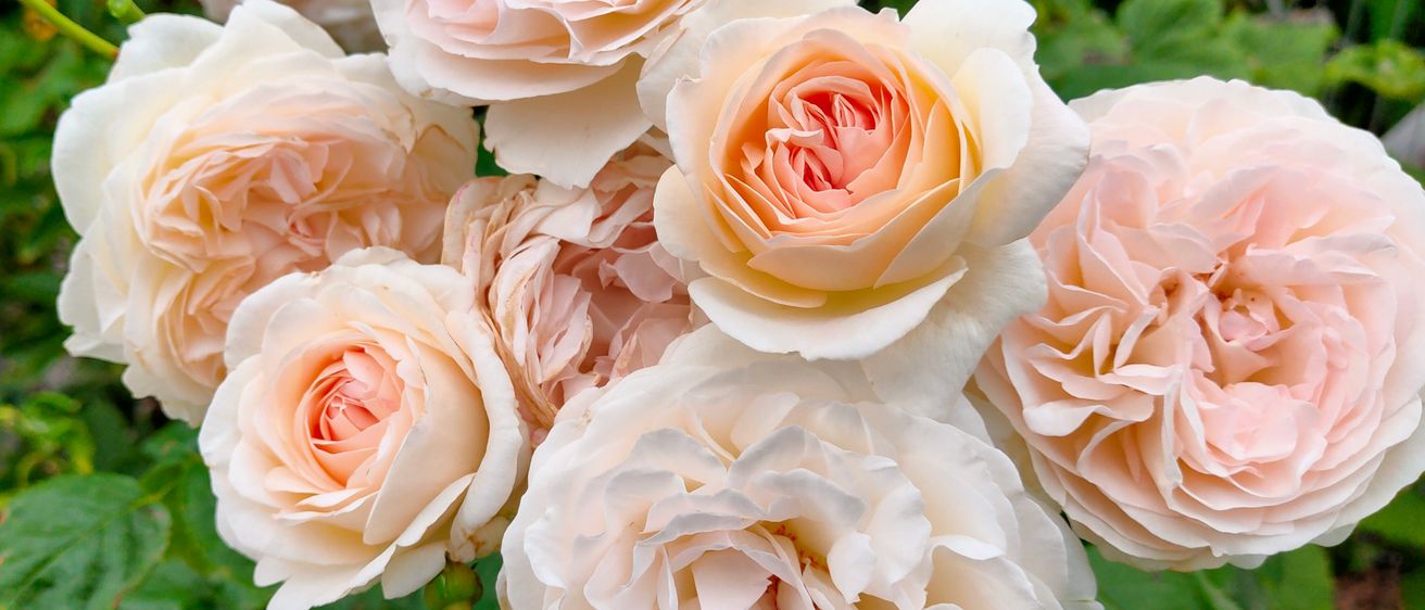 Eine Nahaufnahme eines Clusters von rosa und weißen Rosen, einige in voller Blüte und andere im Knospenstadium, umgeben von üppigen grünen Blättern.