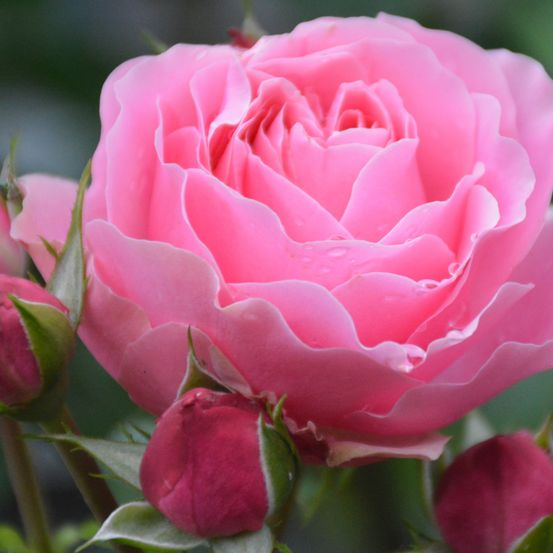 Bild enthält, Flower, Plant, Rose, Petal, Geranium