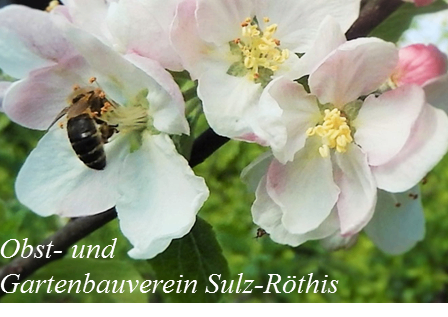 Bild enthält, Animal, Bee, Honey Bee, Apidae, Pollen, Flower, Rose, Wasp, Bumblebee, Petal