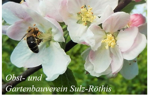 Bild enthält, Animal, Bee, Honey Bee, Apidae, Pollen, Flower, Rose, Wasp, Bumblebee, Petal