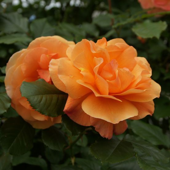 Bild enthält, Flower, Plant, Rose, Geranium, Petal