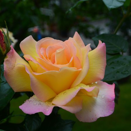 Bild enthält, Flower, Plant, Rose, Petal