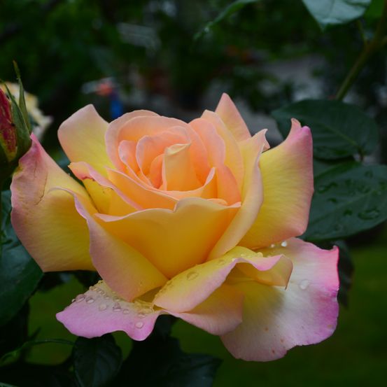 Bild enthält, Flower, Plant, Rose, Petal