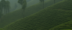 Ein Hügel mit Nebel und Bäumen unter einem bewölkten Himmel. Die Hügel sind grün und haben einige Bäume darauf. Die Bäume sind in verschiedenen Größen und Formen.