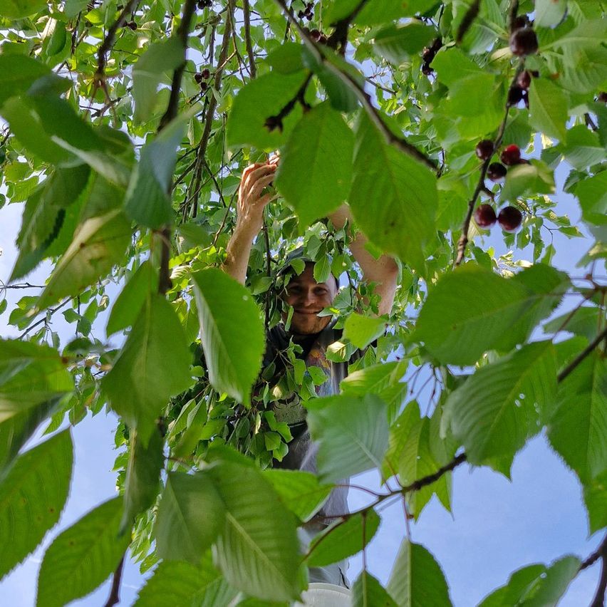 Eine Person pflückt Kirschen von einem Baum und schaut von einem niedrigen Winkel nach unten. Der Baum hat grüne Blätter und rote Kirschen.
