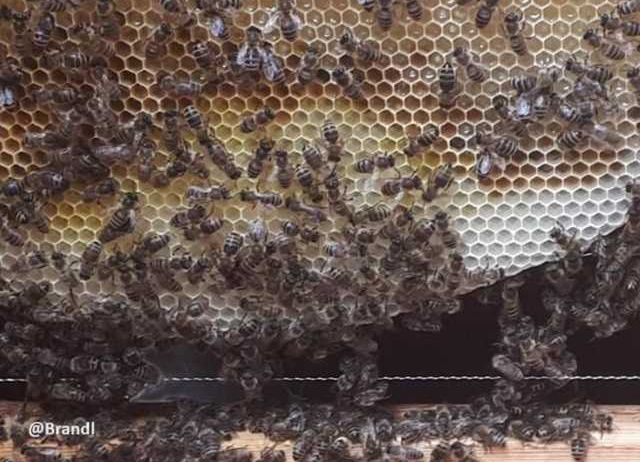 Animal, Bee, Honey Bee, Invertebrate