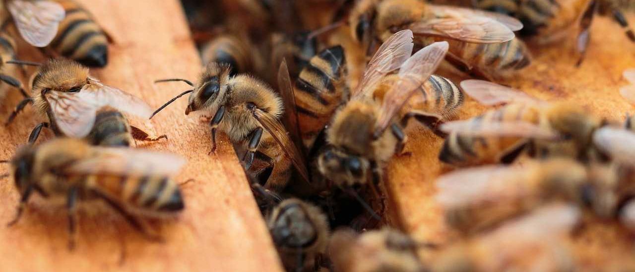 bees-4954665_1280