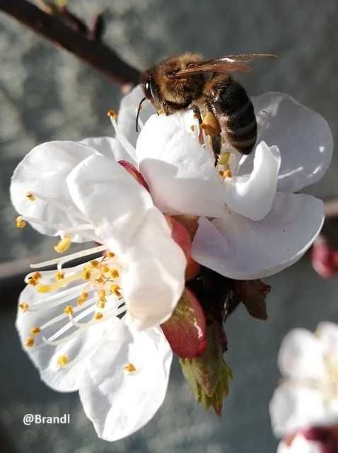 Animal, Bee, Honey Bee, Wasp, Apidae, Bumblebee, Flower, Petal, Anemone, Pollen