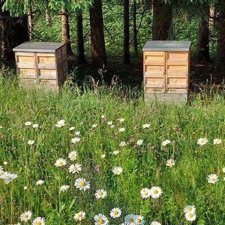 Vegetation, Daisy, Flower, Apiary, Field, Nature, Outdoors, Woodland, Grassland, Grass