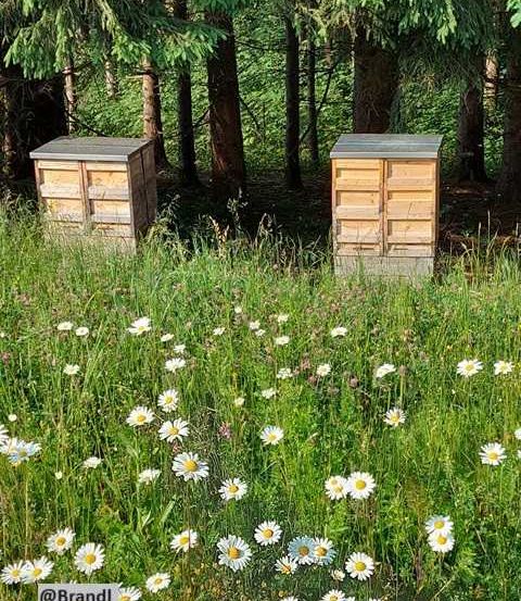 Vegetation, Daisy, Flower, Apiary, Field, Nature, Outdoors, Woodland, Grassland, Grass