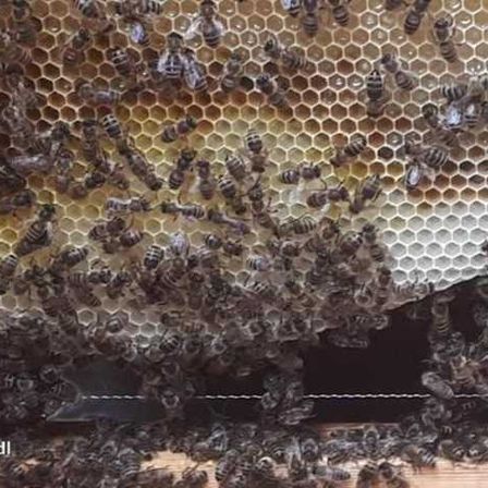 Animal, Bee, Honey Bee, Invertebrate