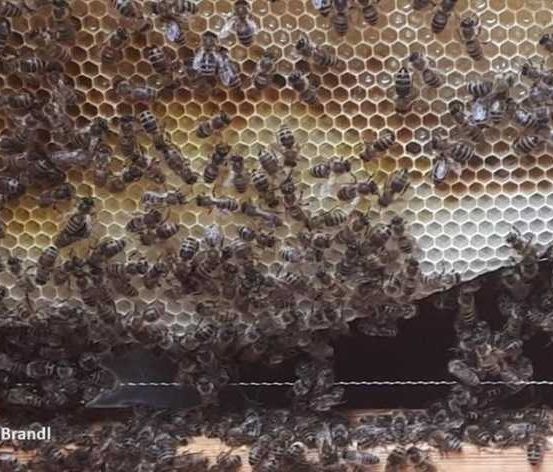 Animal, Bee, Honey Bee, Invertebrate