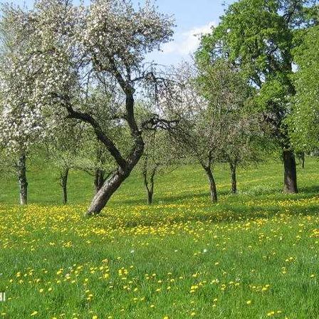 Field, Grassland, Nature, Outdoors, Pasture, Vegetation, Meadow, Grove, Tree, Woodland
